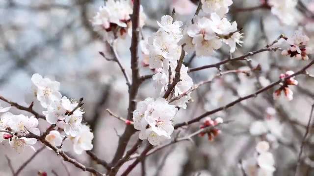 赤峰翁牛特旗：六十余万亩杏花林迎春绽放