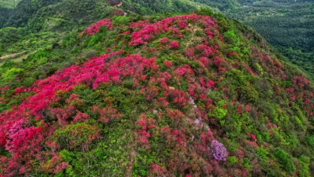 宁波市内，杜鹃花比较常见，赏花地众多，颖之最爱有三处…