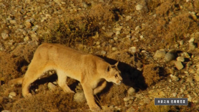 痛下杀手的美洲狮妈妈 A Kill by the Puma Mother 微博纪录片联盟