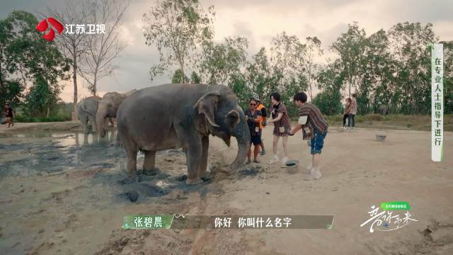 解锁大象贴贴新奇体验！