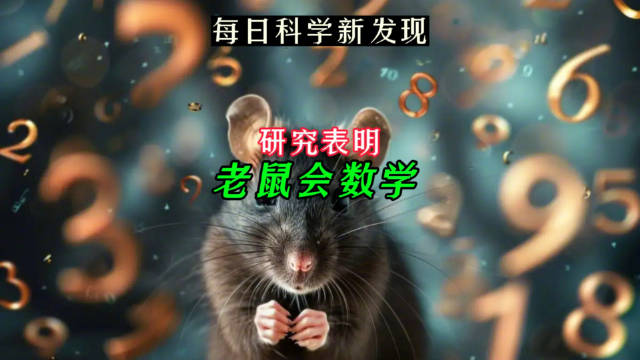 研究表明老鼠会数学