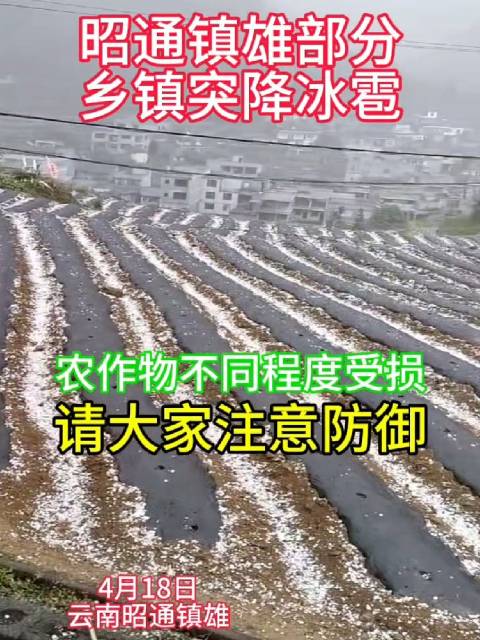 4月18日，云南昭通，镇雄县部分乡镇突降冰雹，致农作物不同程度受损…