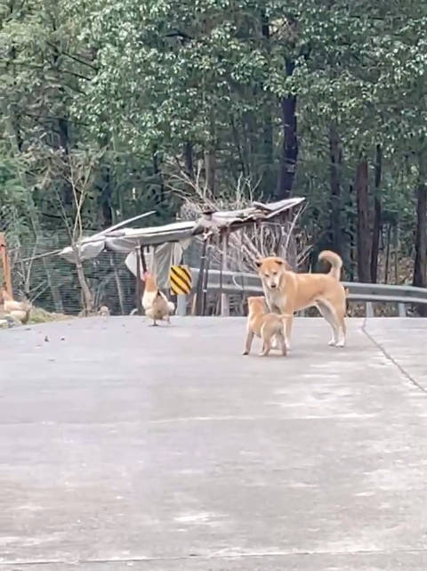 经典反霸凌视频：小狗要去欺负母鸡…