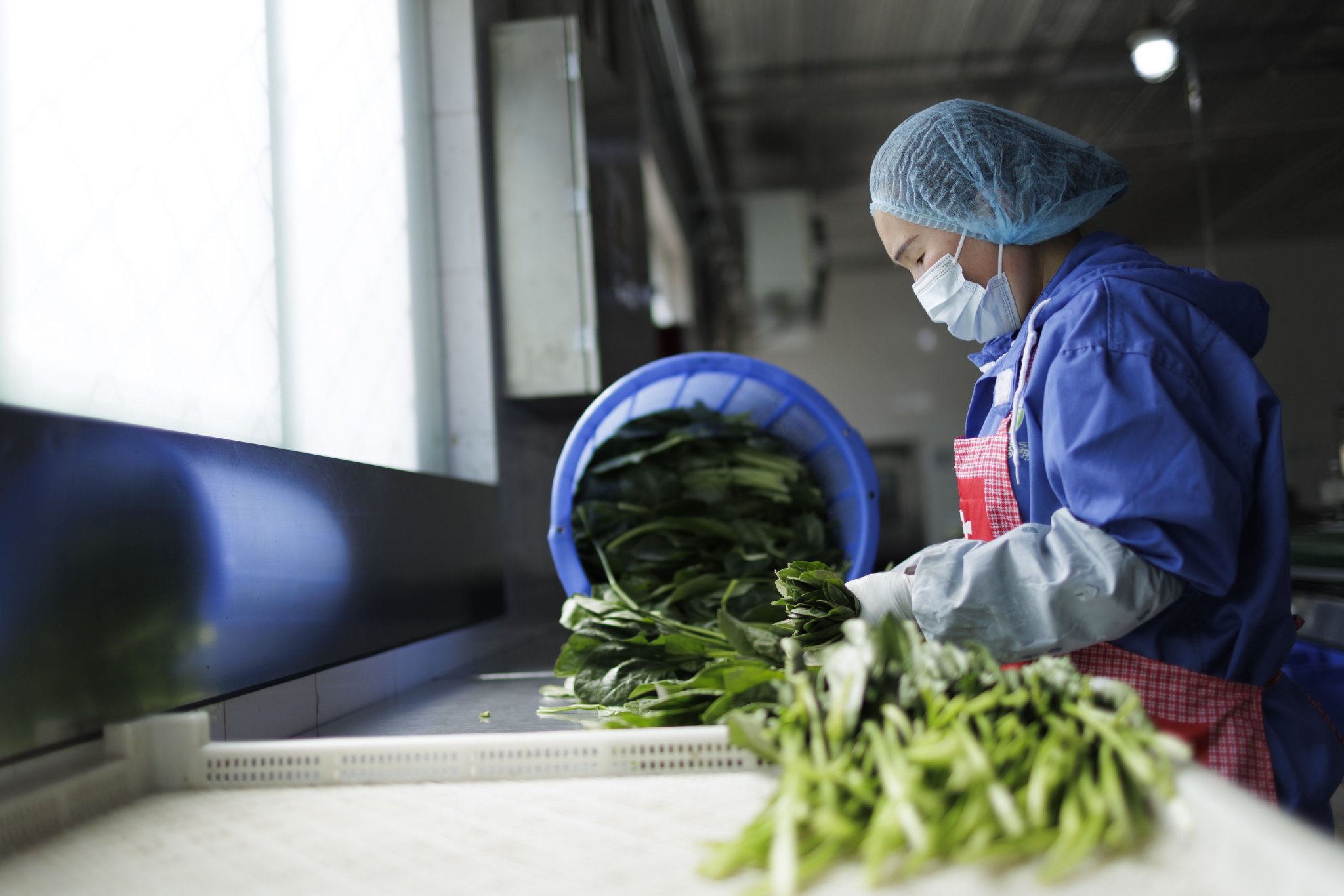生產車間內，工人正在挑選蔬菜。新京報記者 王子誠 攝