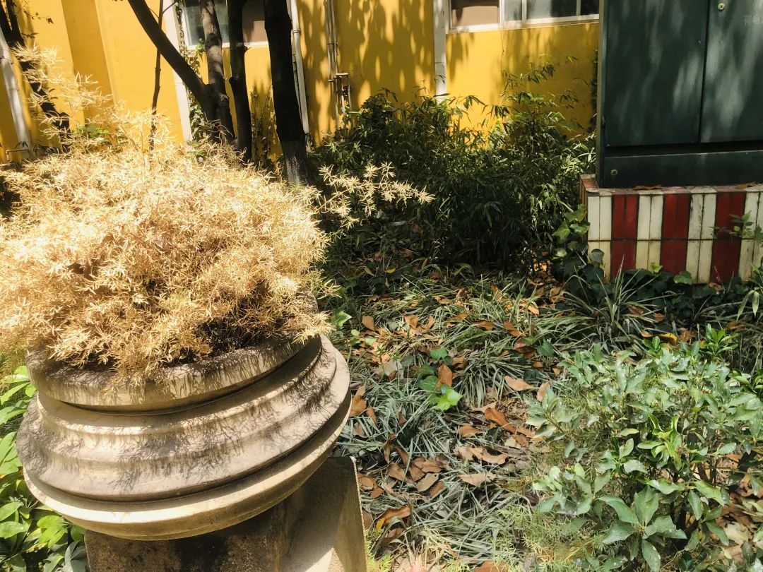 部分小区绿化植被已干枯