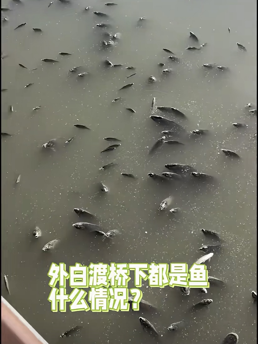 途經上海外白渡橋的網民發現，蘇州河上漂浮著死魚。 網絡影片截圖