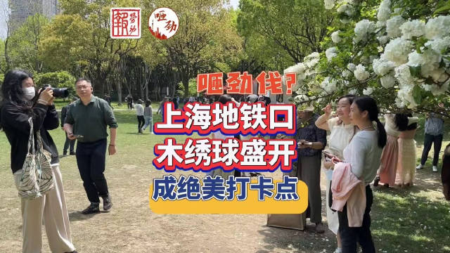 上海地铁口木绣球盛开，成绝美打卡点，咂劲伐？