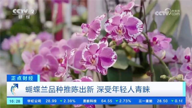 年轻人爱上蝴蝶兰 蝴蝶兰花艺师太抢手