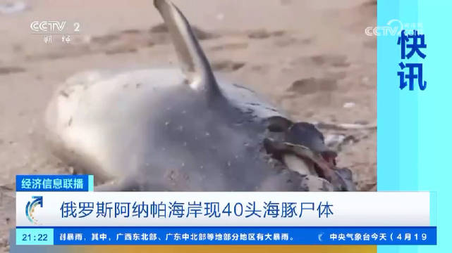 俄罗斯约40头海豚横尸沙滩俄罗斯一地今年已有300起海豚死亡事件