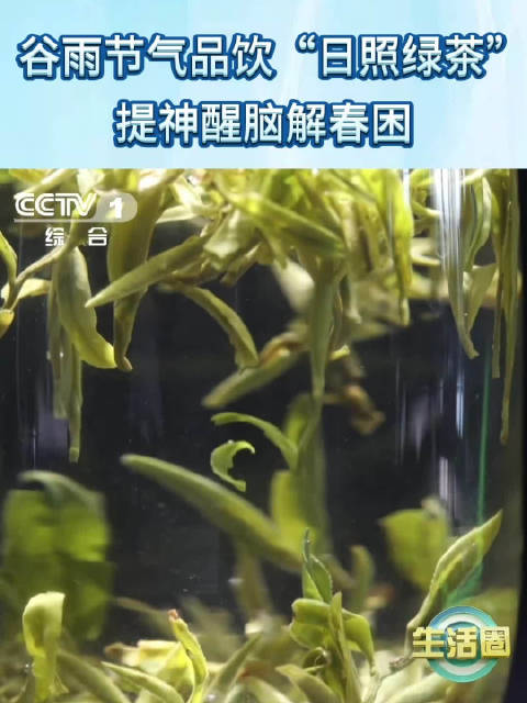 谷雨节气品饮日照绿茶 提神醒脑解春困