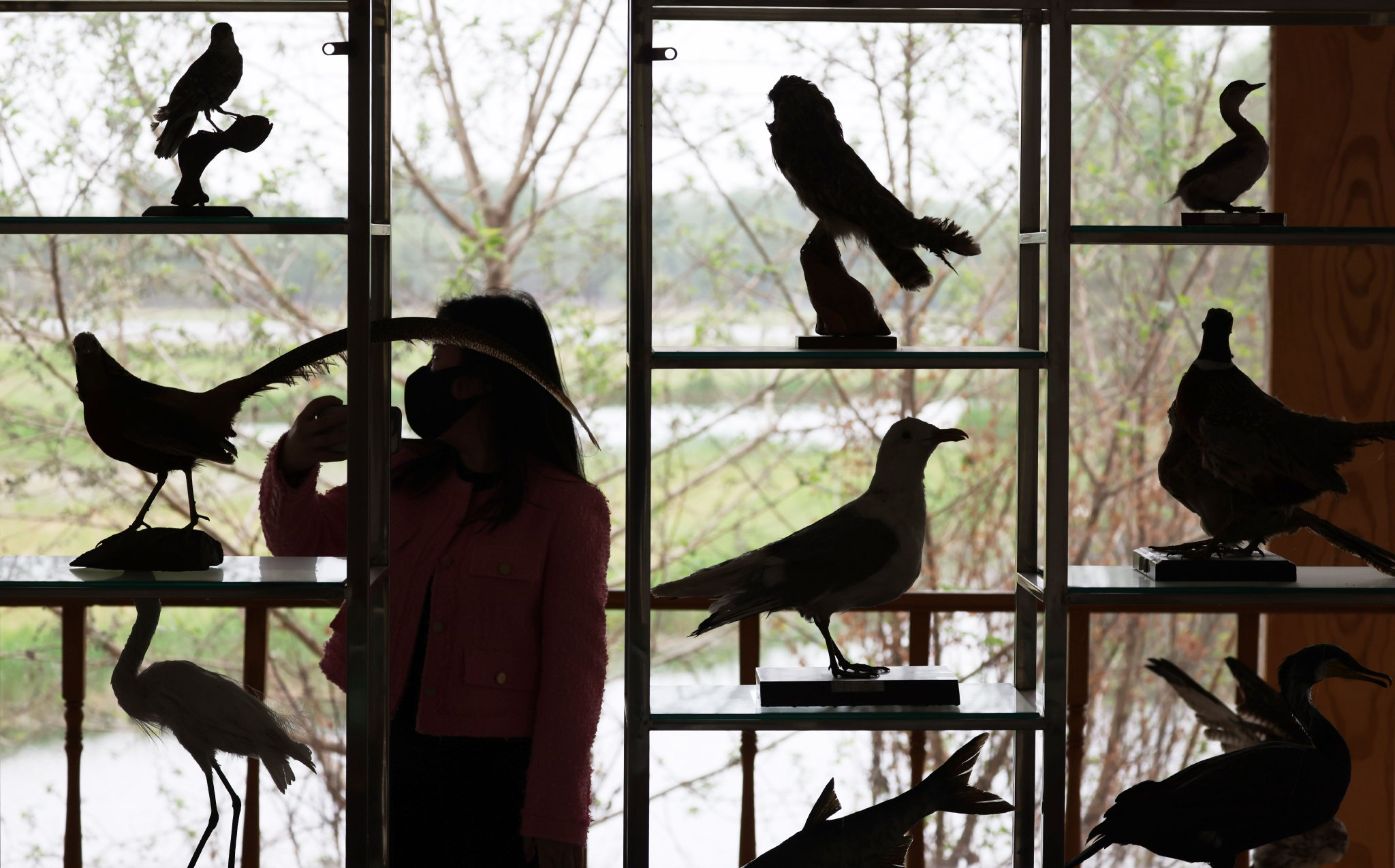 4月19日，順義區漢石橋濕地自然保護區，遊客在參觀鳥類標本。新京報記者 李木易 攝