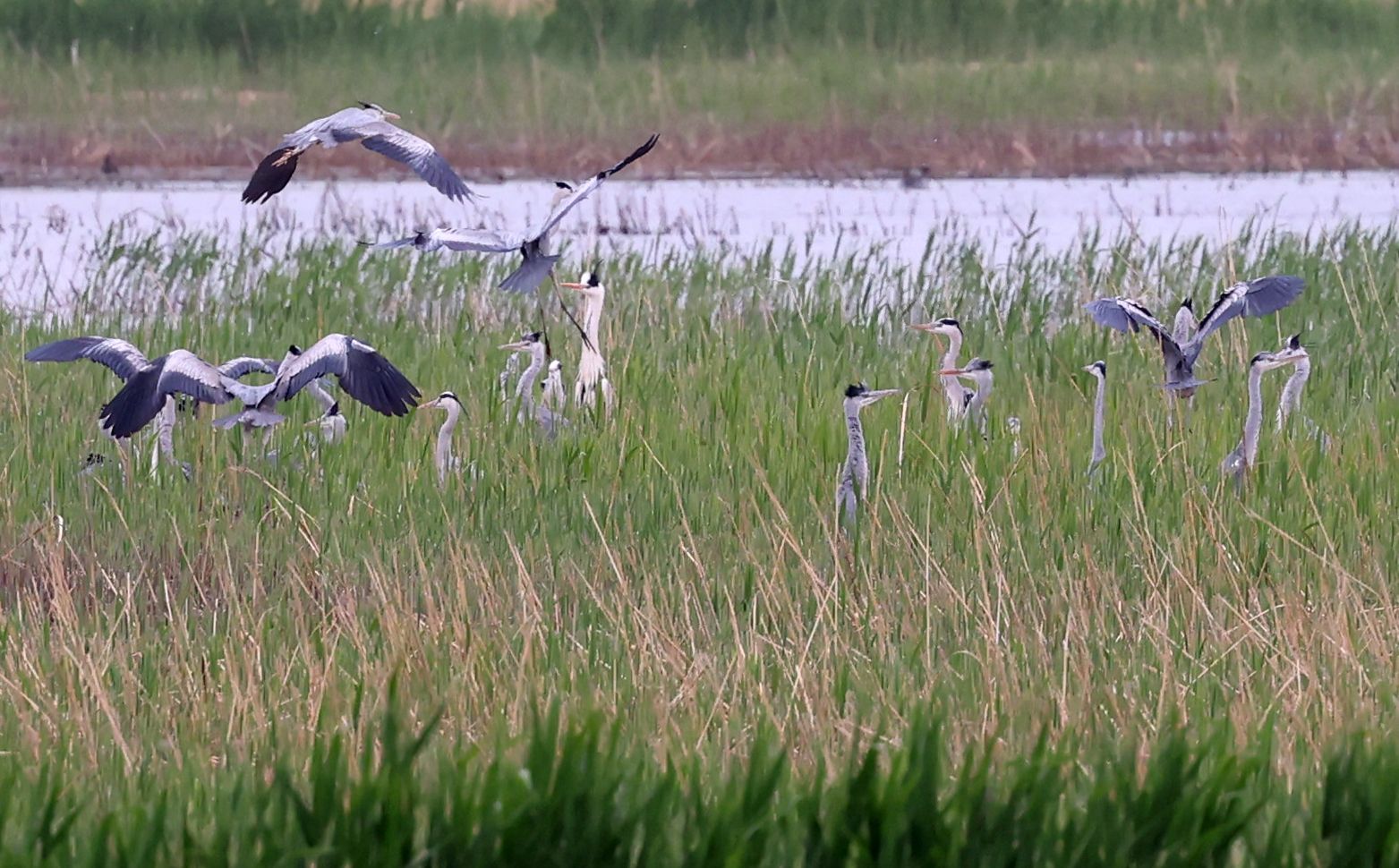4月19日，順義區漢石橋濕地自然保護區，成群的蒼鷺躲在濕地深處。新京報記者 李木易 攝
