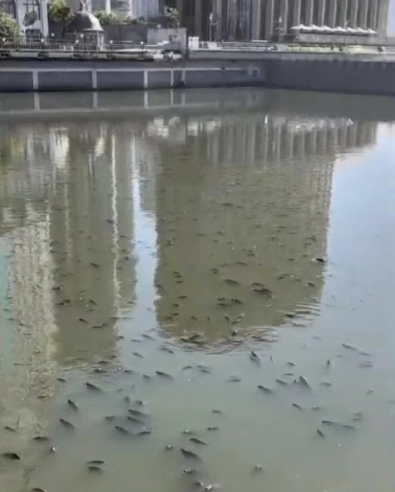 蘇州河漂著大量死魚。 圖源：網頁截圖
