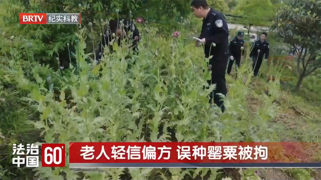 老人轻信偏方 误种罂粟被拘