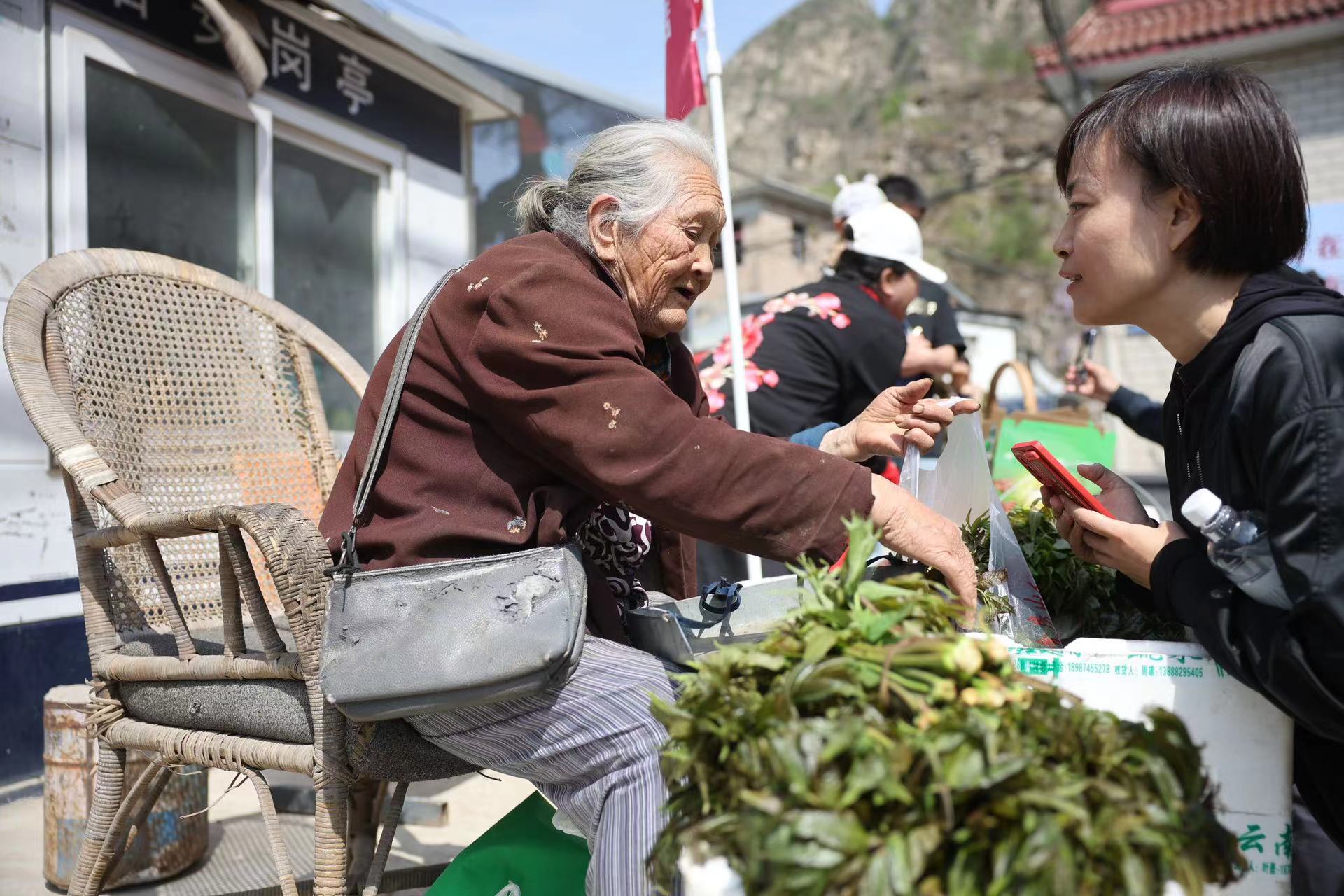 90歲的村民正在售賣香椿。新京報記者 王子誠 攝