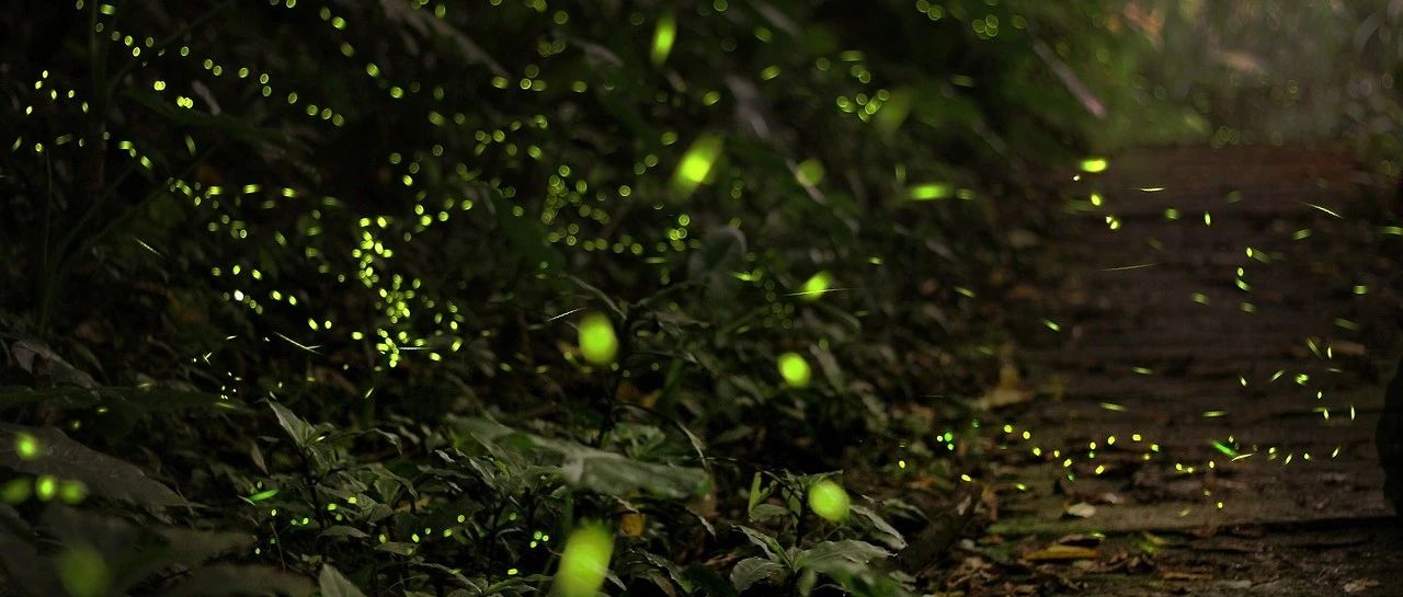 萤火虫发光的原理是什么？