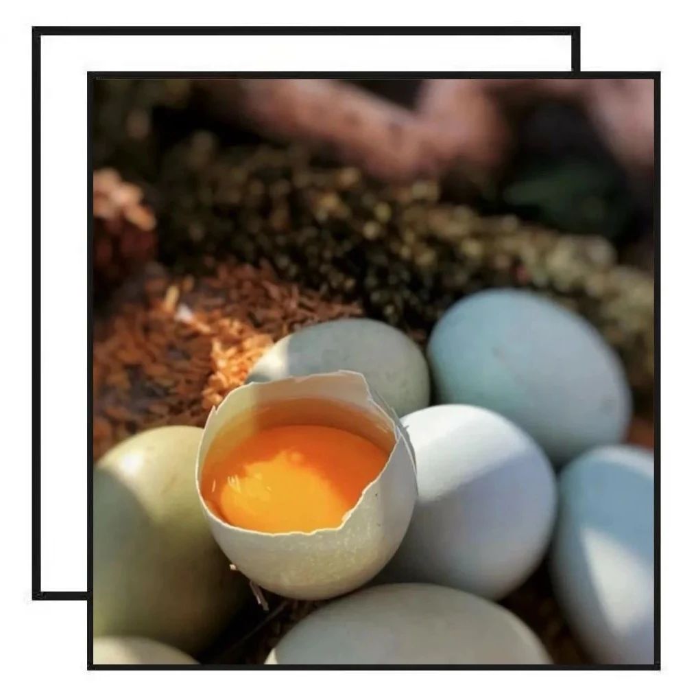 九华山农家绿壳乌鸡蛋，“鸡蛋中的脑黄金”，高山散养乌鸡，五谷杂粮生态喂养