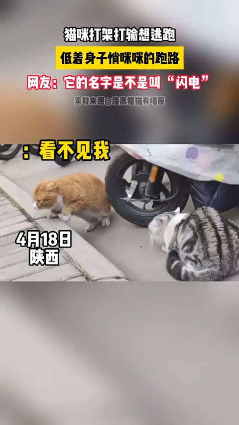 橘猫打架输了心虚想逃跑，慢动作迷惑敌人