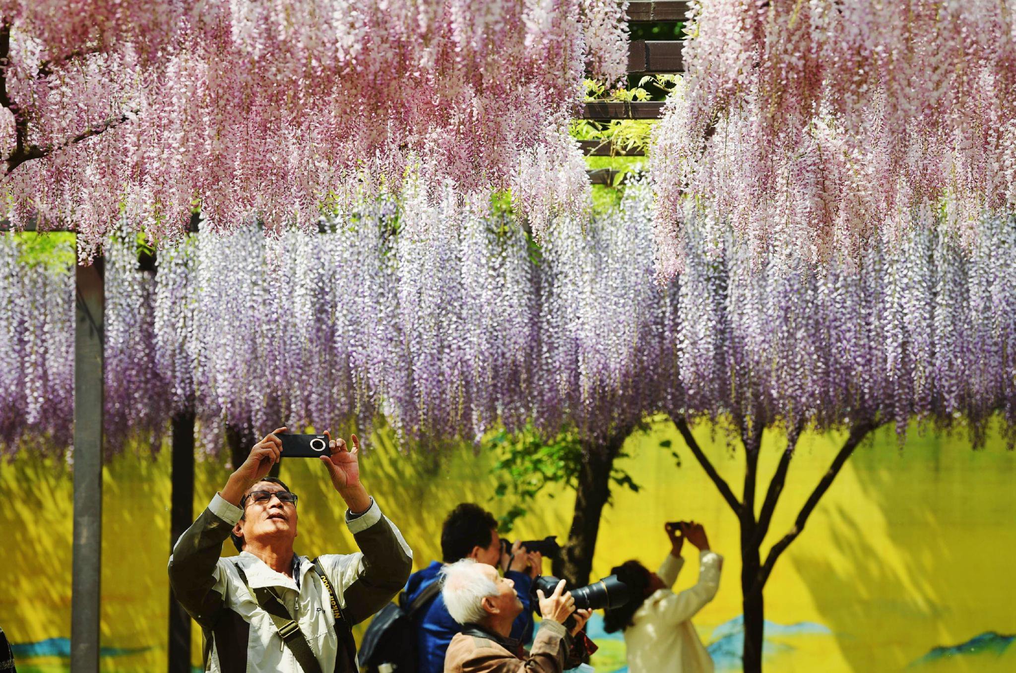 4月21日，玉淵潭公園科普廣場，遊客在拍攝紫藤花。新京報記者 薛珺 攝