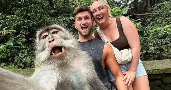 纵情宝岛：猴子与英国游客的‘自拍’记