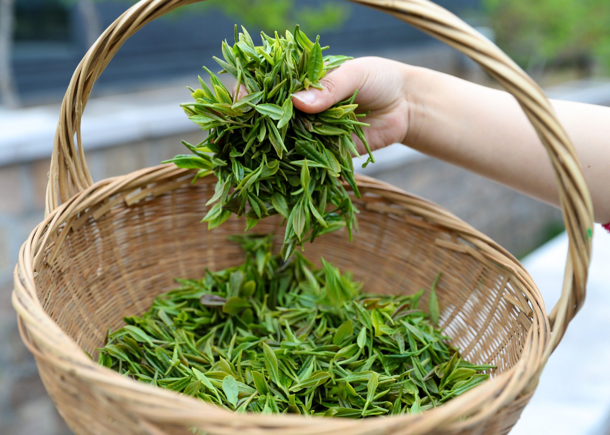 4月20日,茶农刚刚采摘的茶叶。张进刚 摄