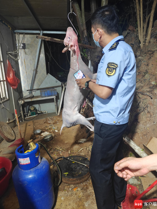 海口椰海综合批发市场一家羊肉档口门后,一只染色的白条羊被挂在树上。图为执法人员正在查看羊肉皮层色泽。记者 姜飞 摄