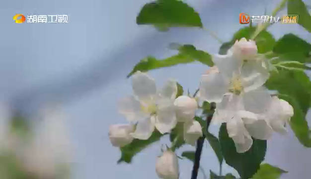 今日发布主题曲MV，片头就是院子里的海棠花周围放着一圈粉丝送的应援花…