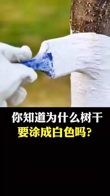 你知道树干为什么要涂成白色吗？