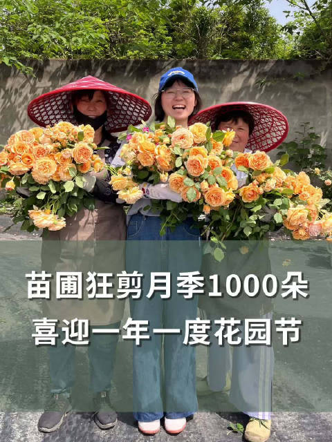 苗圃狂剪月季1000朵，喜迎一年一度花园节