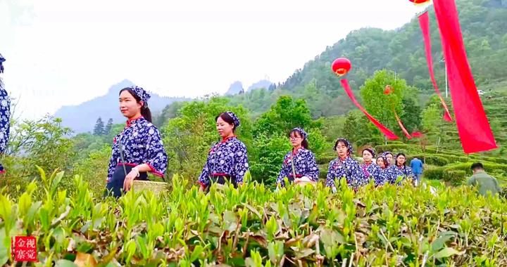 安徽金寨：六安瓜片“抱儿山核心区”茶叶正式开采