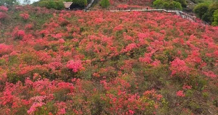 温州这座道教圣地千亩杜鹃花惊艳绽放，漫山遍野红红红！