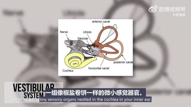 晕动病 | 晕车是如何发生的? 其实晕车是一种病