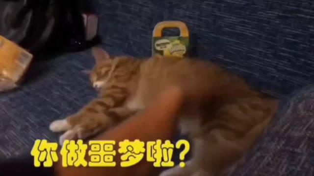 猫：有你是我的福气！