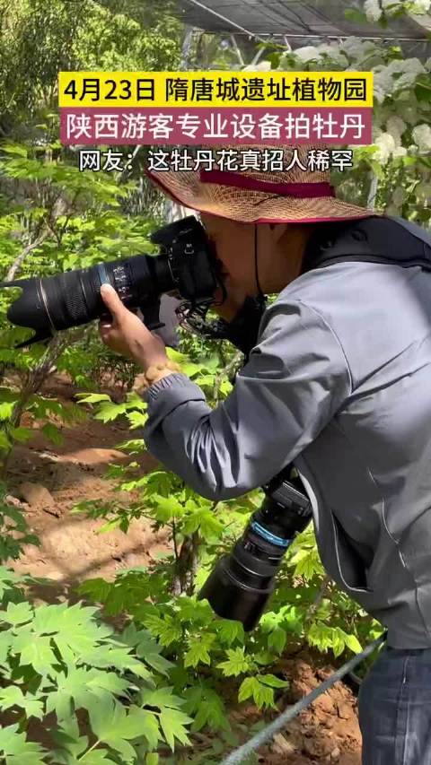 隋唐城遗址植物园内陕西游客专业设备拍牡丹，网友：这牡丹花真招人稀罕！