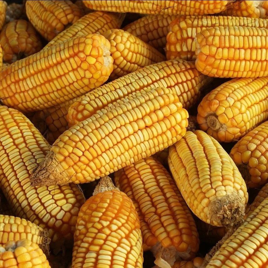 企业压价收购——各地玉米最新价格（04.23）