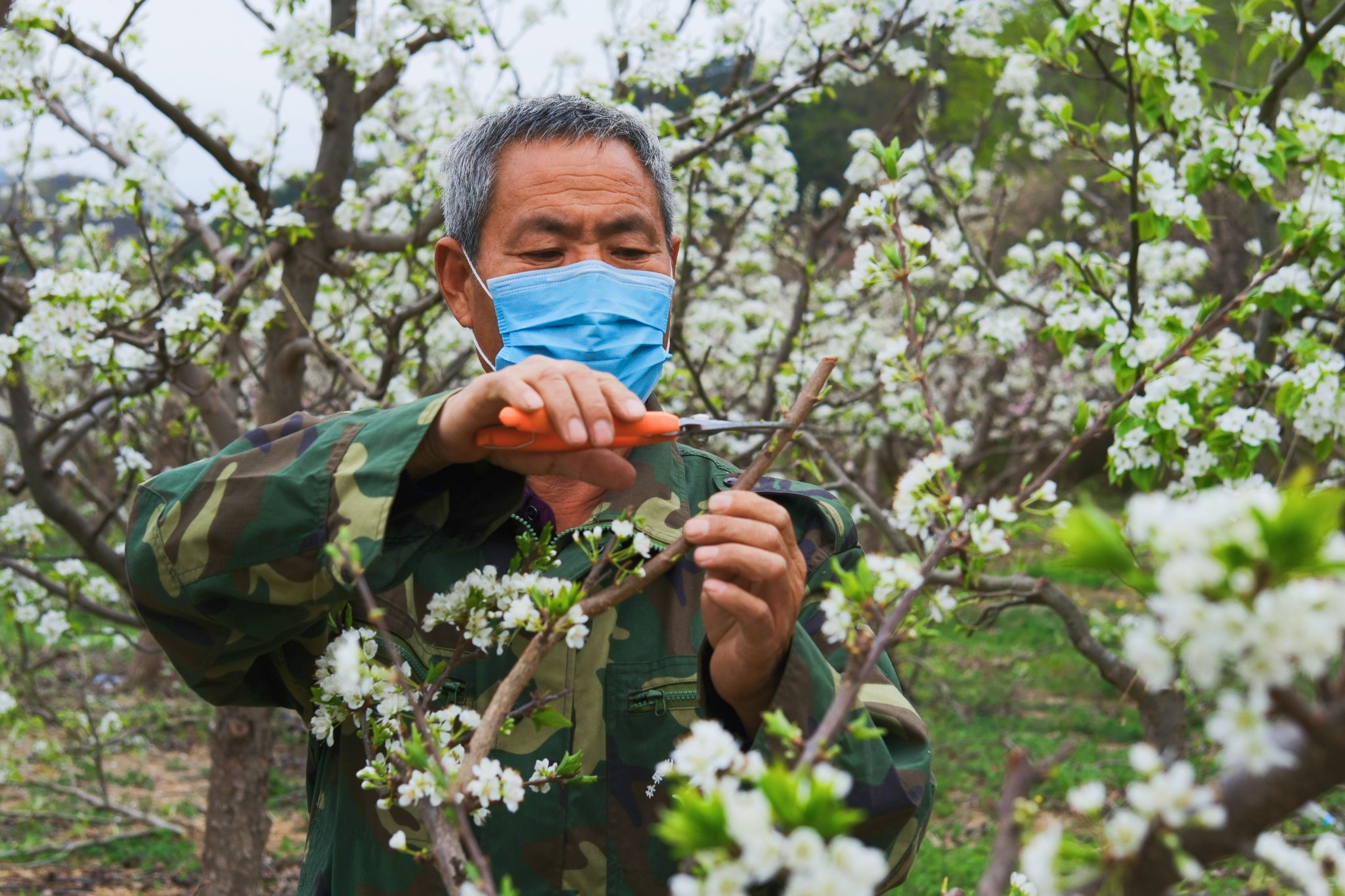 周順海正在幫助同鄉的農戶打理果園。新京報記者 曹晶瑞 攝