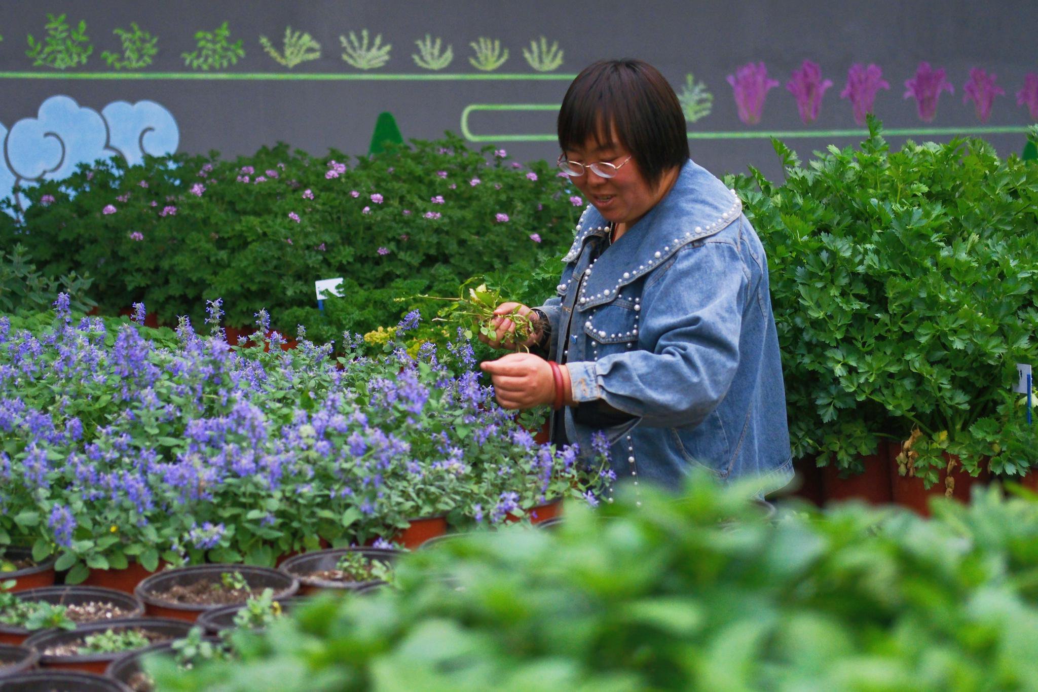 4月19日，李雪麗正在打理「芳香圃」，將芳香蔬菜枯黃的葉子摘掉。新京報記者 曹晶瑞 攝