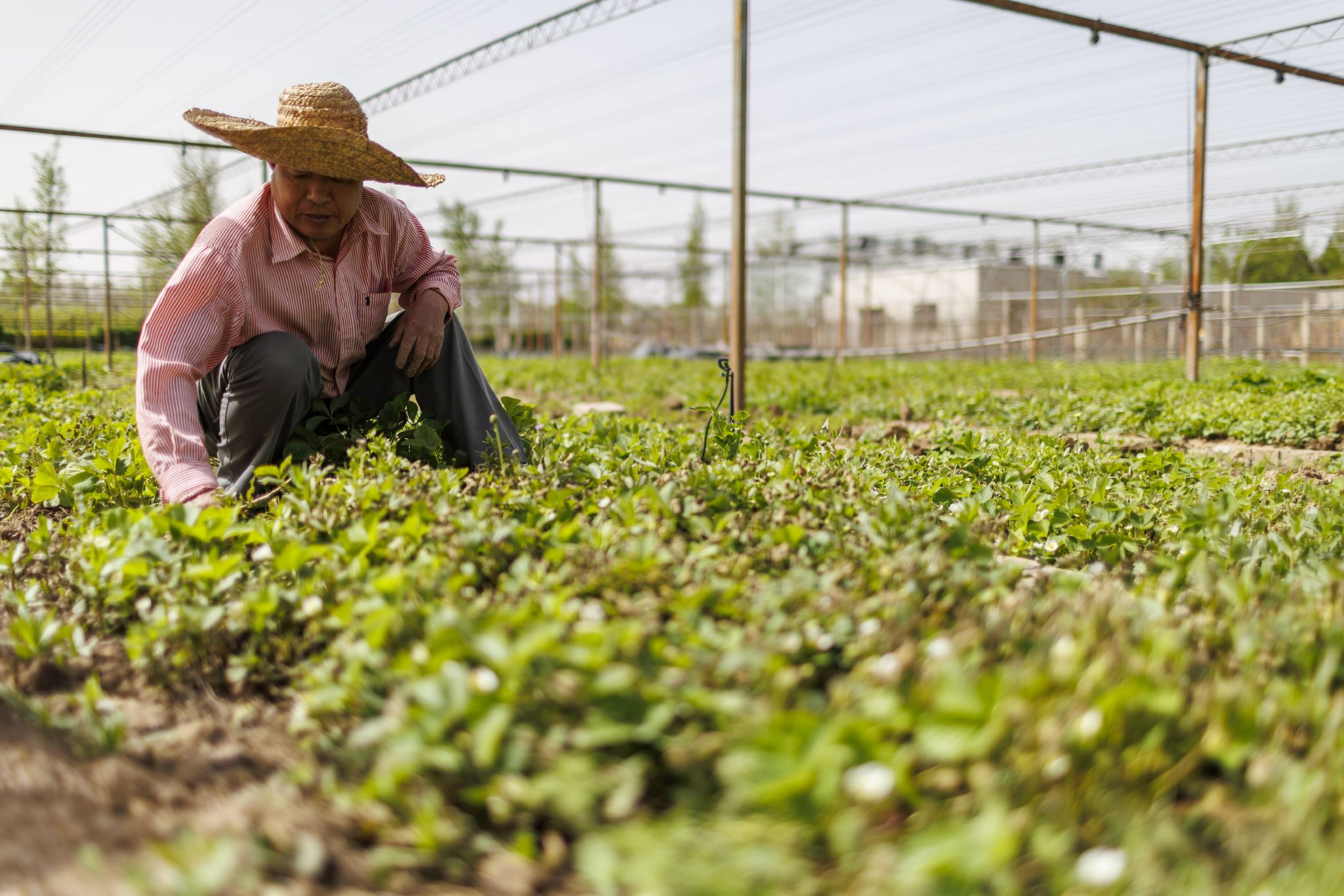 工人在草莓苗圃里忙碌。新京報記者 王子誠 攝