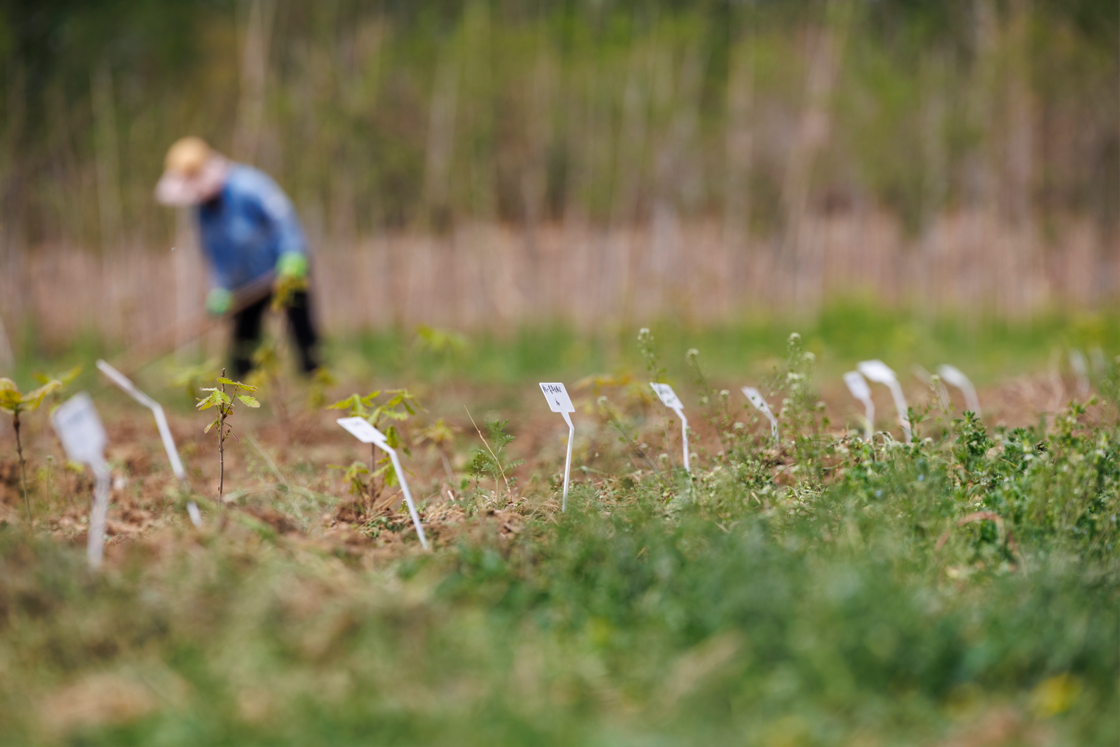 4月18日，園區里的榆科樹種種質資源圃中有工人在忙碌，圃中不同區域的銘牌標記著樹種。新京報記者 王子誠 攝