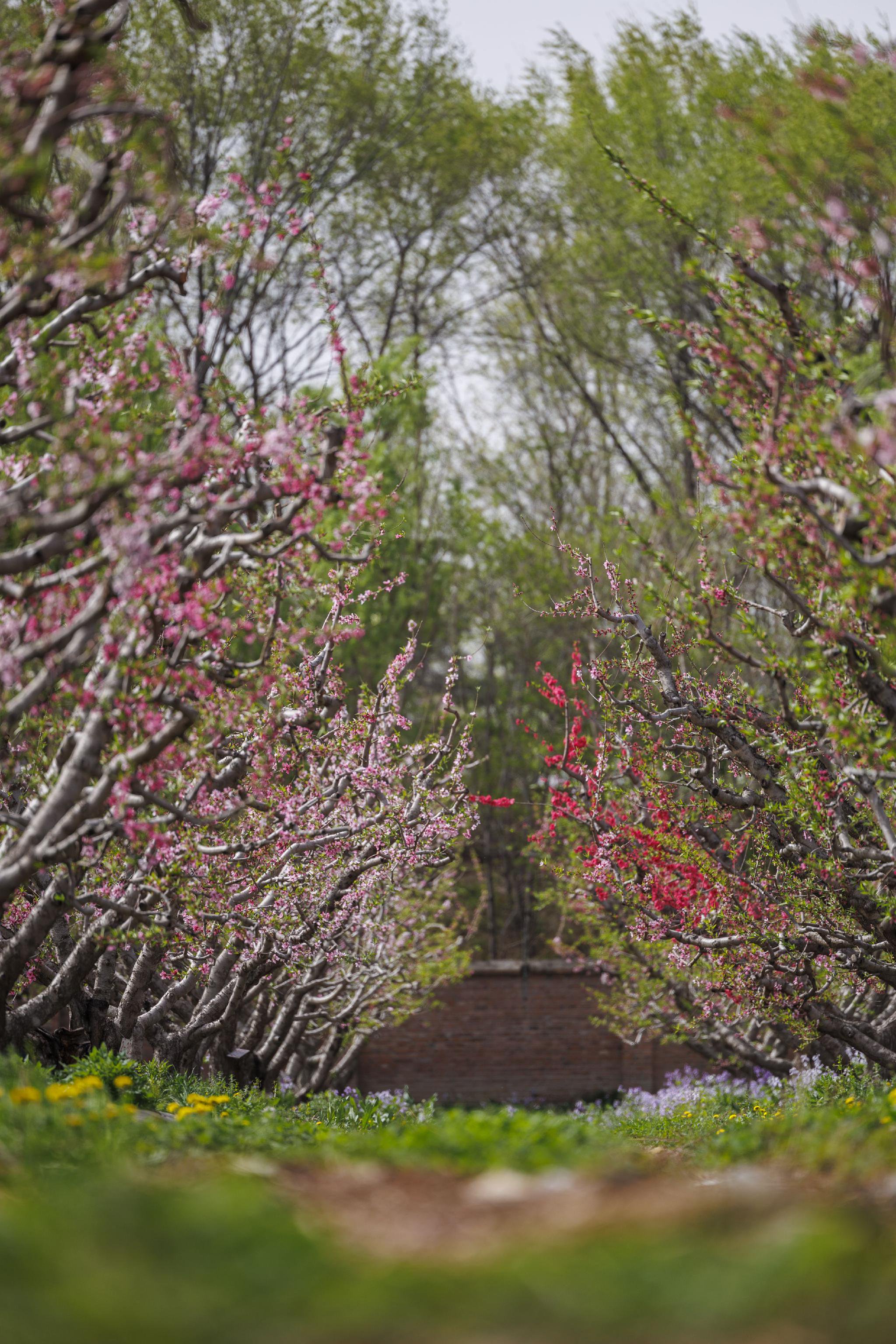 4月15日，北京市農林科學院林業果樹研究所，蟠桃樹林間桃花綻放，與地面上的二月蘭相呼應。新京報記者 王子誠 攝