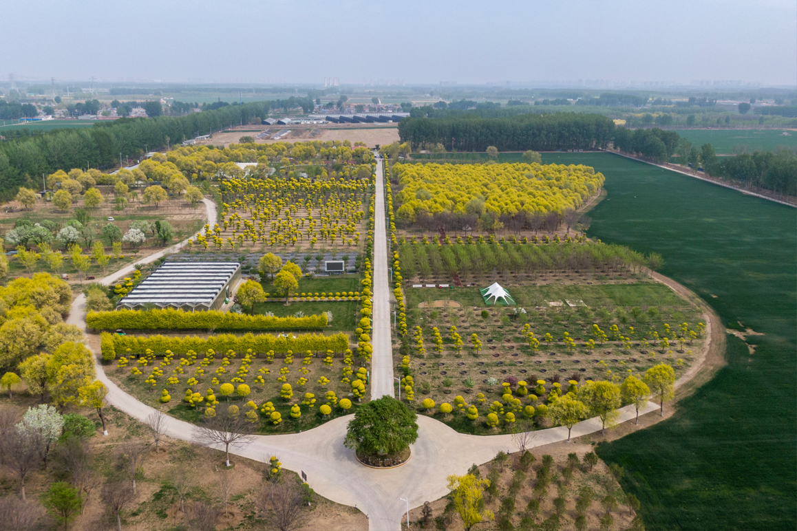 4月18日，俯瞰全國特色榆科樹種培育基地。新京報記者 王子誠 攝