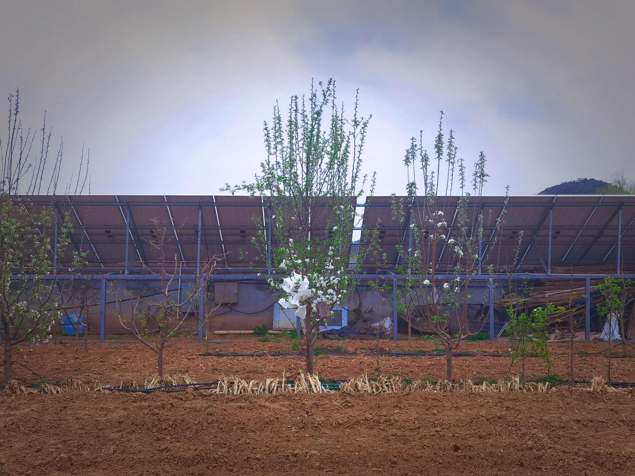 周順海家的院子裡有一塊「實驗田」，一株新品種海棠正在進行試驗。新京報記者 曹晶瑞 攝