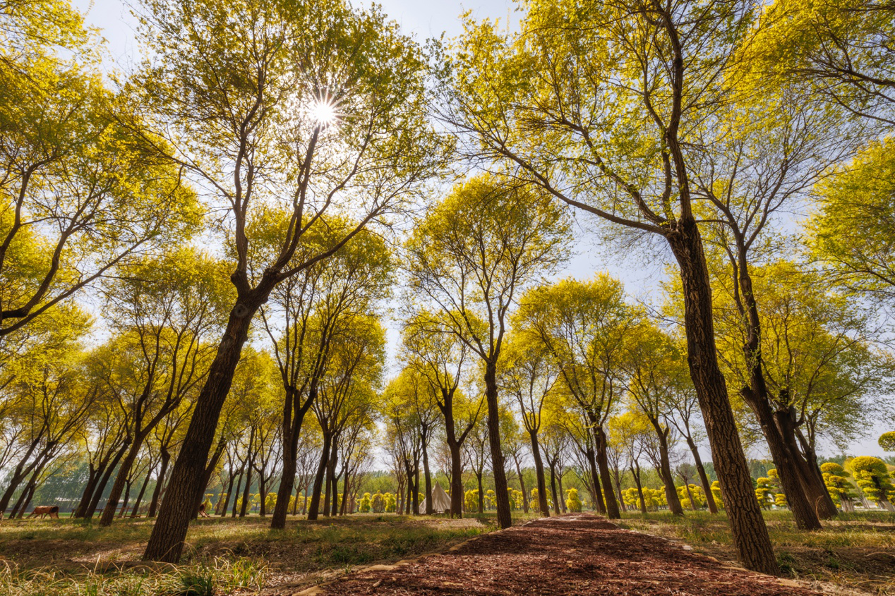 北方榆科鄉土樹種展示區內的榆樹。新京報記者 王子誠 攝
