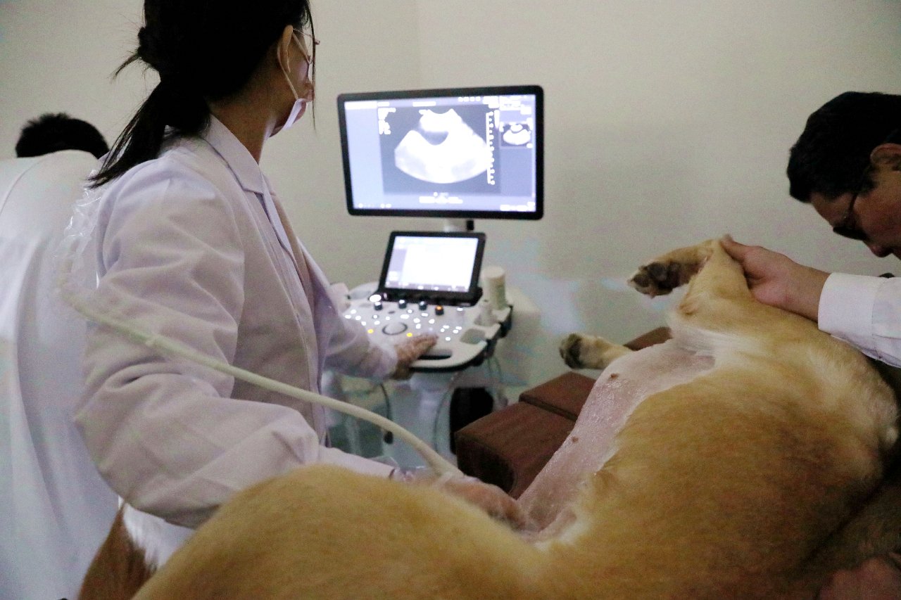 工作人員在給導盲犬做超聲檢查。受訪者供圖