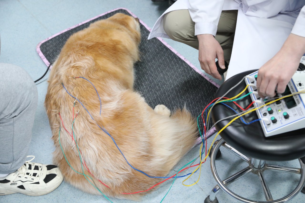 工作人員給導盲犬做針灸保健治療。受訪者供圖