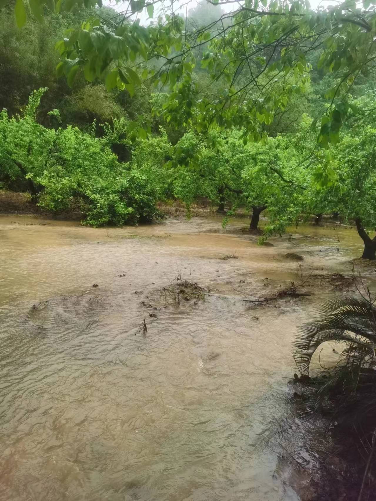 4月23日，始興縣一處三華李果林，果園有明顯積水。受訪者供圖
