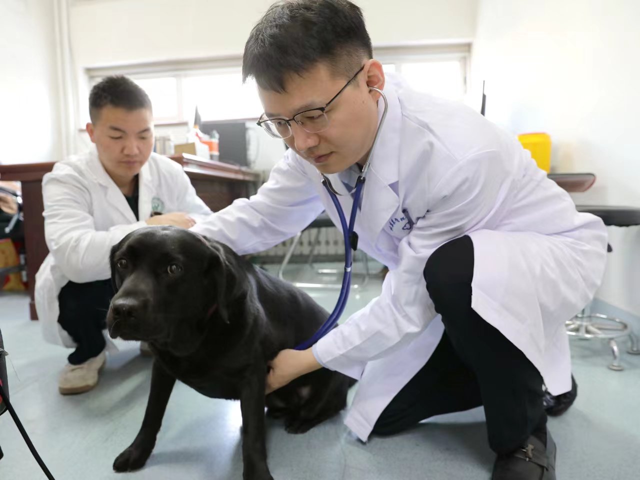 北京農學院動物醫院工作人員在為導盲犬做心臟聽診。受訪者供圖