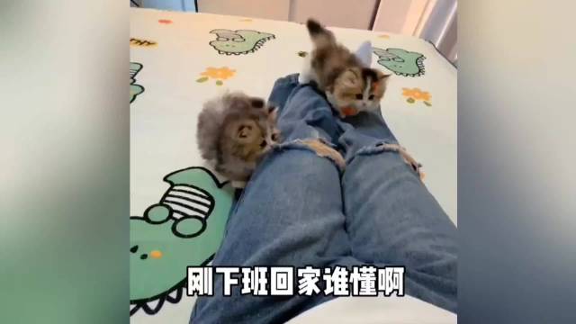 这么可爱的小猫，到底谁在养啊？