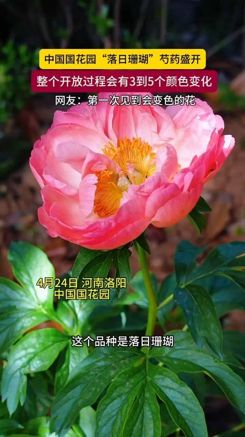 中国国花园“落日珊瑚”芍药盛开，整个开放过程会有3到5个颜色变化…