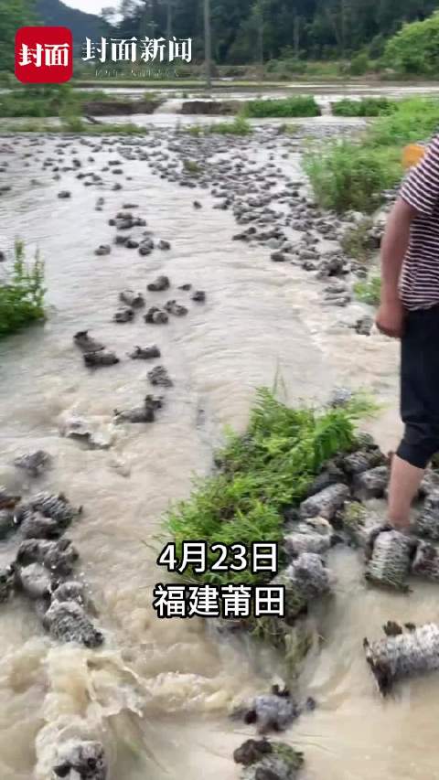 福建一地暴雨导致几万包木耳菌包被洪水冲走 种植户：损失几万元